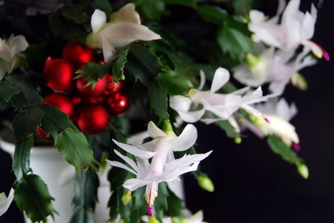 Schlumbergera un baubles