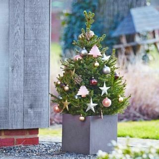 Svaiga Ziemassvētku eglīte - Norvēģijas egles podos 60-80cm - rūķītis + TŪLĪTAM PIEGĀDEI