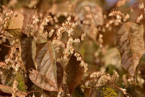 Japānas knotweed rudenī, slēgt