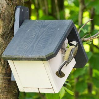 Cīrihes 32 mm Nest Box