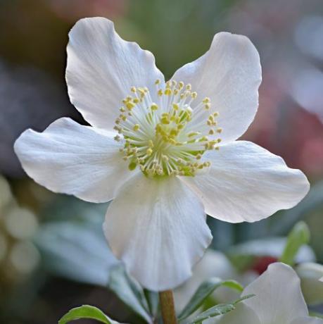 christrosenblüte in nahaufnahme