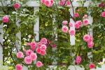 11 svarīgi padomi rožu dārza izveidošanai