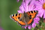 Deivids Attenboro vēlas, lai mēs visi šovasar piedalītos “Big Butterfly Count 2017”