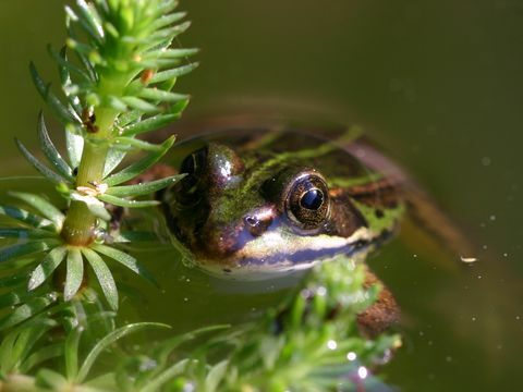 varde ūdenī