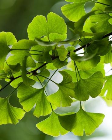 ginkgo biloba, zaļas, lapas, dzeršana uz vietas, la, koks, pa, Yonghe, Lamasery, Pekina, China