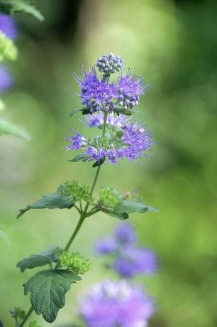 Zieds, ziedošs augs, augs, zils, violets, lavanda, ceriņi, violets, botānika, apakškrūms, 