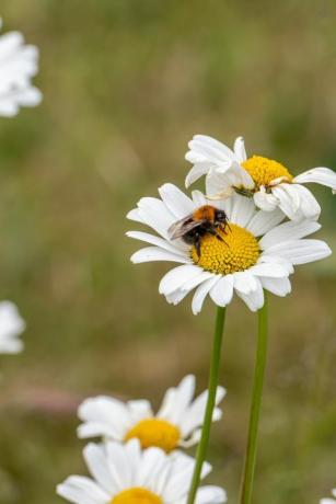 bite apputeksnē baltu angļu margrietiņu starp Southlands pļavām Stoktonā uz tees, Jorkšīra, Lielbritānija