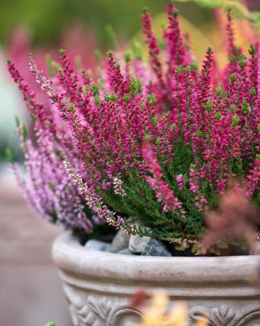 parastais virši, calluna vulgaris, puķu podā, rudens dārzā, selektīvs fokuss un sekla dof