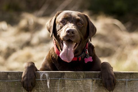 Šokolāde Labradors