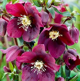 50gab. Reti Helleborus orientalis 'Onyx Odyssey' ziedu sēklas