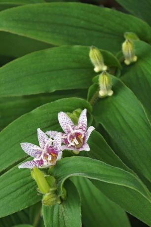 krupju lilija tricyrtis hirta, kas pazīstama arī kā matains krupju lilija, cits zinātnisks nosaukums ir tricyrtis japonica