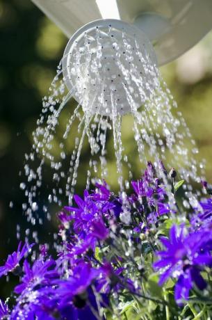 senetti ziedu laistīšana ar sprinklerrozi, Norfolka, Anglija