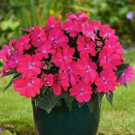 Impatiens 'Sol Luna™ Pink'