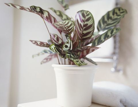 Calathea makoyana, pāvs augs, kas aug baltā keramikas katlā