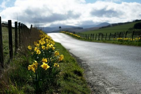 Narcises (Narcissus) ziedi lauku ceļmalā