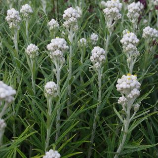 Anaphalis Margaritacea, pērļu mūžīgais