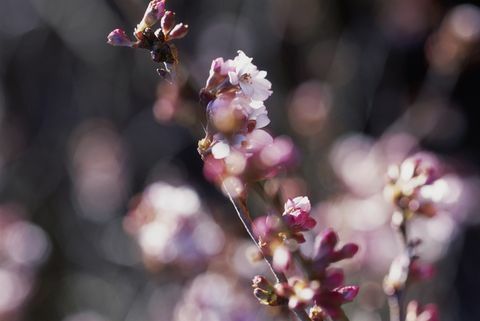 Prunus x subhirtella 'Autumnalis rosea' (Higan ķirsis)