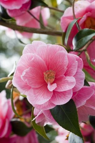 Rozā daļēji dubultā Kamelija (Camellia)