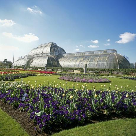 Palmu mājas ziemas dārzs un puķes Kew Gardens