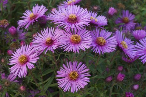 Jaunanglijas asters (Aster novae-angliae) 'Colwell Galaxy'