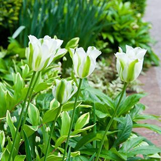 Tulipa 'Spring Green'