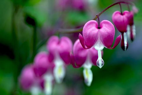 Dicentra spectabilis (asiņojoša sirds)