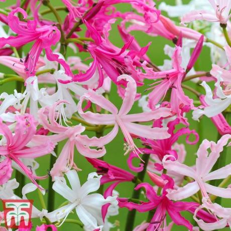 Nerine bowdenii 'Jaukts'