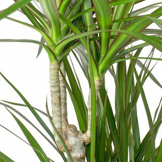 Dracaena marginata ar sarkanām malām