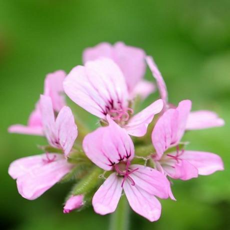 Pelargonijs 