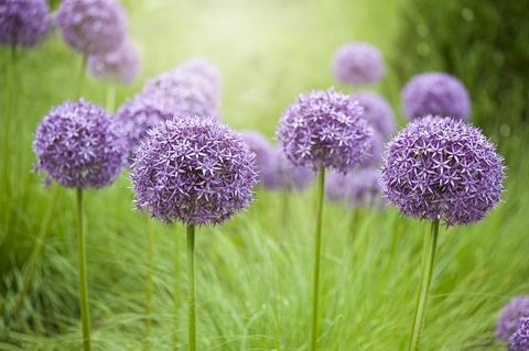 Close-up, attēls, dēļ, sija, ziedošs, sīpols, daudzgadīgs, purpurs, Allium, ziedi, pa, miglains, sunshine