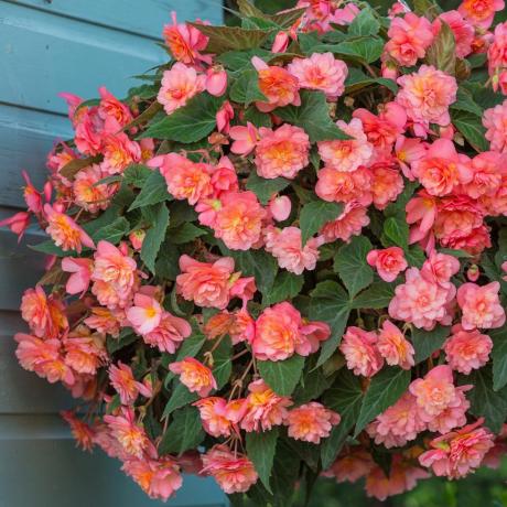 Begonia Fragrant Sweet Spice Bounty