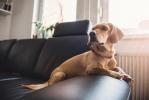 10 labākās lietas, ko suņu īpašnieki dara, atstājot savu mājdzīvnieku mājās vienatnē