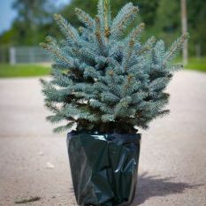 Luksusa svaiga Ziemassvētku eglīte — zila egle (Picea pungens glauca) — tūlītējai piegādei