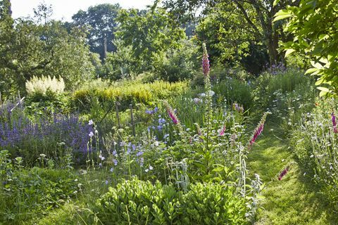 Germany, Hesse, Stedebach, apskate, norāda mērķi, vasarnīca, dārzs, ar, foxgloves, Digitalis