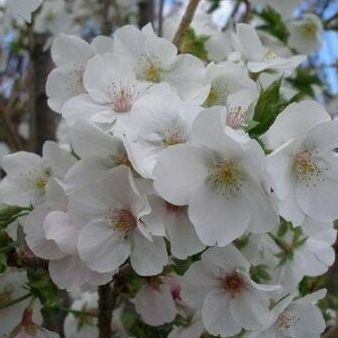 Prunus sniega zoss ziedošs ķiršu koks