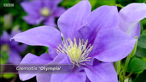 Clematis 'olympia'