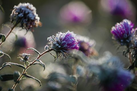 Close-Up, dēļ, matēts, dadzis, pa, Garden