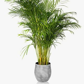 Mazais botāniskais XL Areca palmu keramikas pods