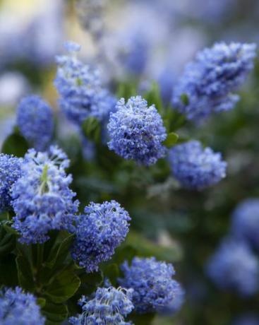 ceanothus victoria californian ceriņu krūms aizpilda rāmi ar seklu lauka dziļumu