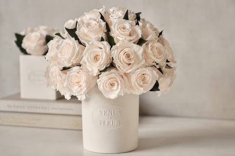 dārza rozes baltā krāsā