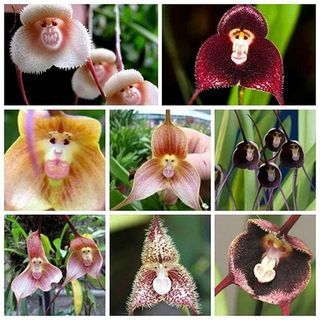 Dracula Orchid (100 sēklas)