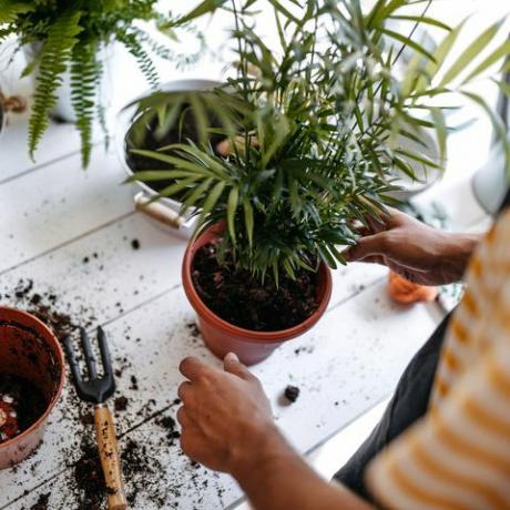 jauns uzņēmējs pārstāda augus ziedu veikalā, valkā priekšautu, izmantojot dārzkopības rīkus