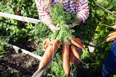 Sieviete, nomāts zemes gabals, nūja, dēļ, svaigi, picked, burkāni, dzeršana uz vietas, viņai