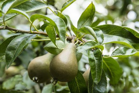 Pārdošanā somerseta māja ar krāšņiem dārziem