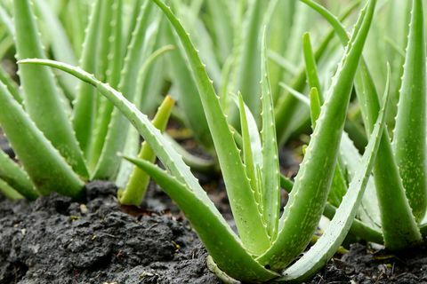 Aloe Vera Augu augšana saimniecībā