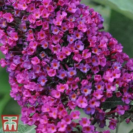 Buddleja 