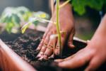 7 padomi panākumu gūšanai dārzkopībā