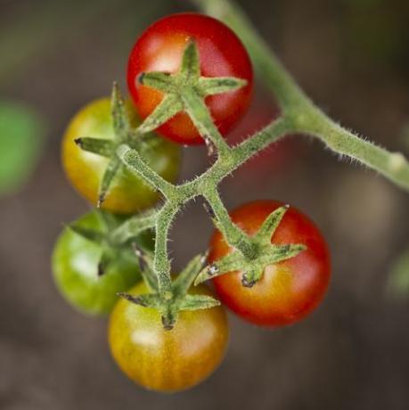 slēgt, augšējs, apskate, dēļ, la, kopa, dēļ, ķirsis, tomāti, dzeršana uz vietas, la, plant