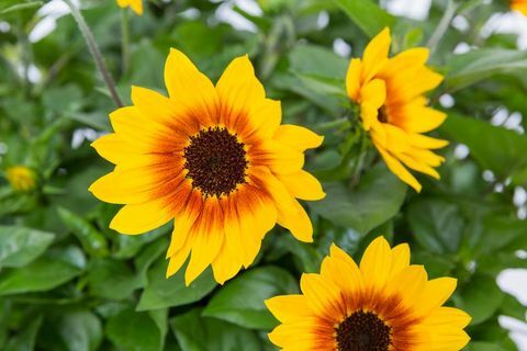 Trešajā vietā 2018. gada Chelsea Plant. Helianthus annuus SUNBELIEVABLE BROWN ACU MEitene ('Sunbeliv01')