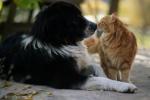 Vai kaķi vai suņi tevi mīl vairāk - kā kaķi un suņi izjūt mīlestību